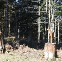 une biche et son faon