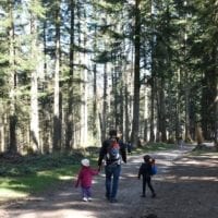 au coeur de la forêt