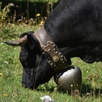 une vache d'hérens au vallon de nant