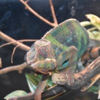 le caméléon du vivarium de Meyrin