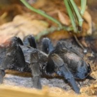 mygale du vivarium