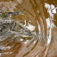 le nourrissage des caĂŻmans