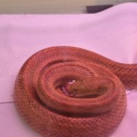 nourrissage d'un serpent non venimeux