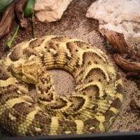 serpent