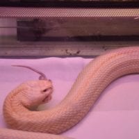 nourrissage d'un serpent venimeux