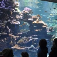 devant l'aquarium