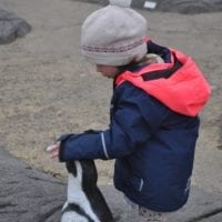 enfant et manchot