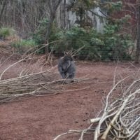 un wallaby