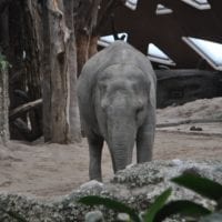 un éléphant