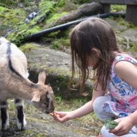 zoo_marécotte_chèvre