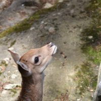 zoo_marécottes_faon