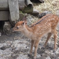 zoo_marécottes_faon_daim