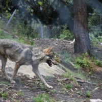 zoo_marécottes_loup