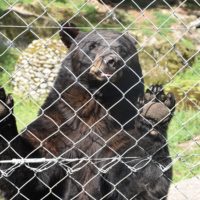 zoo_marécottes_ours