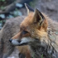 zoo_marécottes_renard
